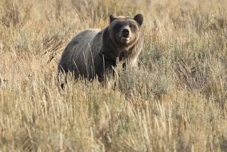 Trail Walker Assaulted by Grizzly in Yellowstone Flown to Medical Facility